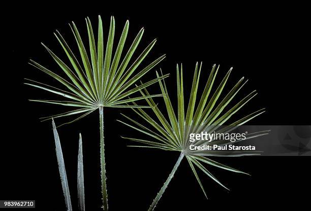 chamaerops humilis var. argentea (european fan palm, mediterranean dwarf palm) - palmetto stock pictures, royalty-free photos & images