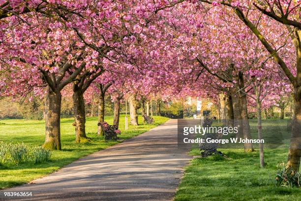 cherry blossom at greenwich park - richmond upon thames stock pictures, royalty-free photos & images