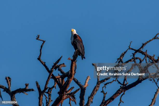 an african fish eagle standing on a tree - lake nakuru nationalpark stock-fotos und bilder