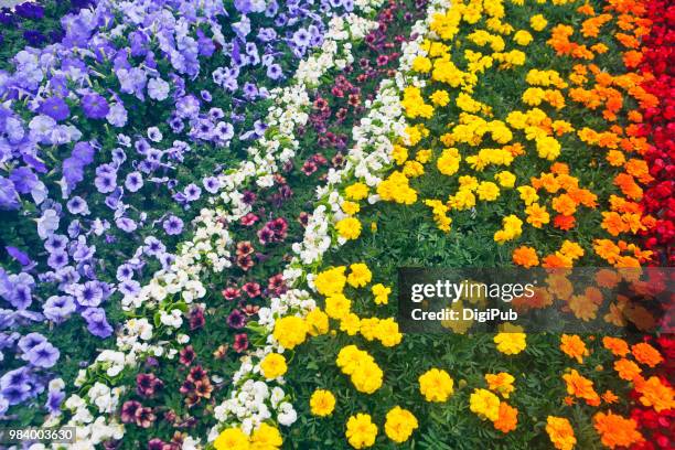 flowerbed - stadtbezirk naka yokohama stock-fotos und bilder