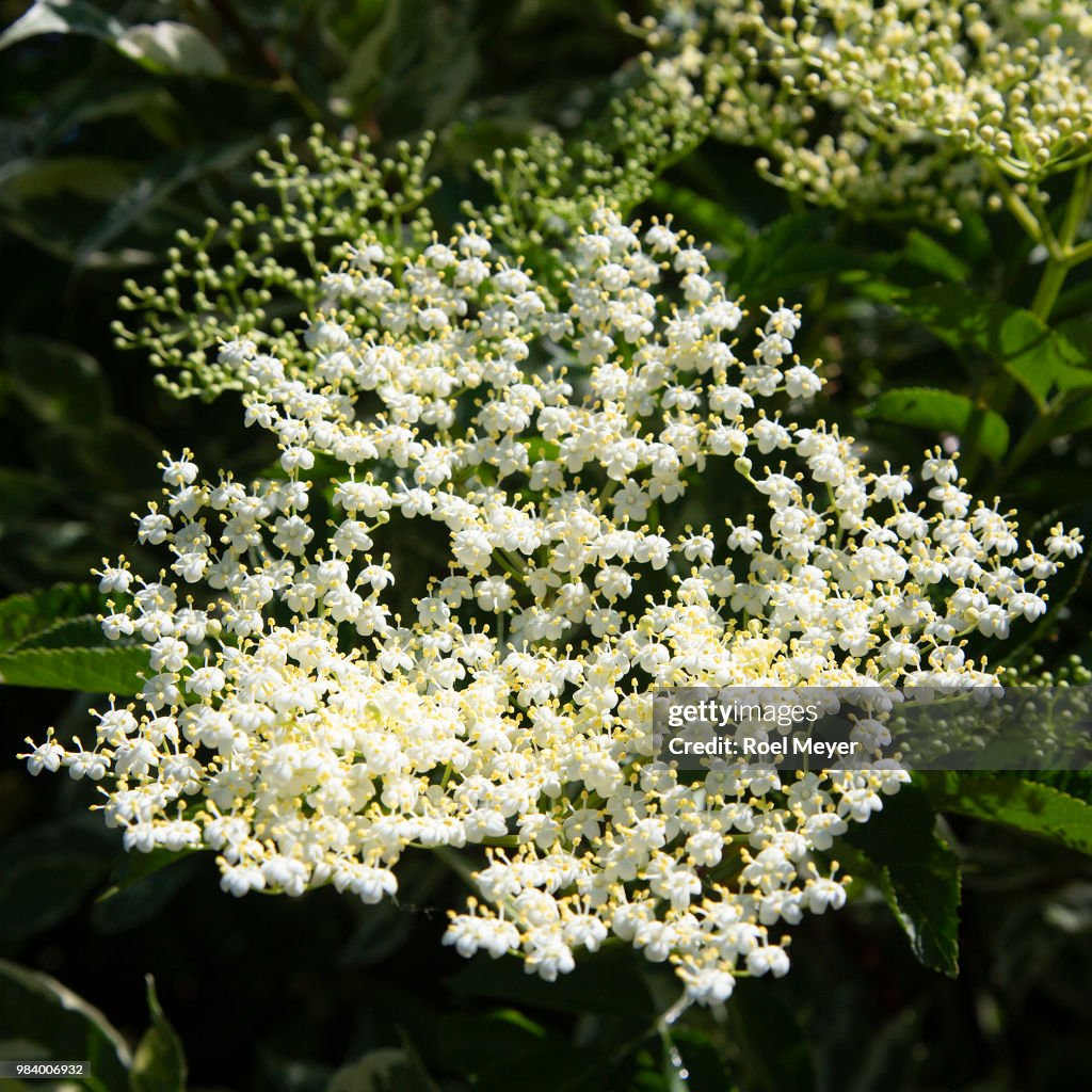 Buds and flowers of Elder
