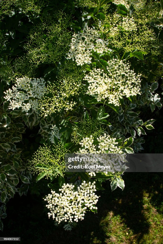 Buds and flowers of Elder