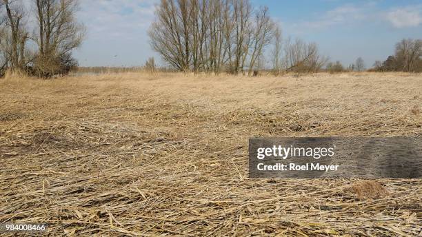 Frayed Reed 7,700 Reed Beds Stock Photos, High-Res Pictures, and Images - Getty Images