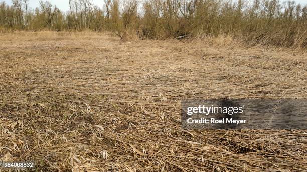 Frayed Reed Reedbeds Photos and Premium High Res Pictures - Getty Images