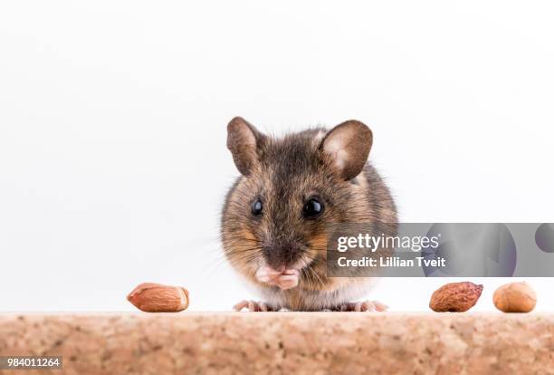 a wood mouse, apodemus sylvaticus, sitting on a cork brick with light background,... - wood mouse stock pictures, royalty-free photos & images