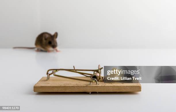 mouse trap with cheese bait, and a small wood mouse, apodemus sylvaticus, out of focus in the... - wood mouse stock pictures, royalty-free photos & images