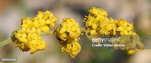 wildflower (galium baeticum) - galium stock pictures, royalty-free photos & images