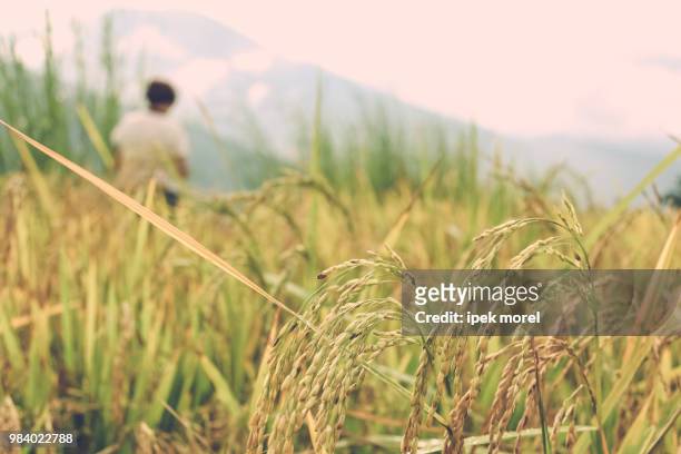 close up of rice crops in a field near thimphu - ipek morel stock pictures, royalty-free photos & images
