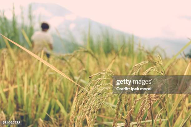 close up of rice crops in a field near thimphu - ipek morel 個照片及圖片檔