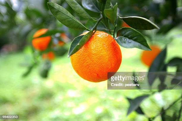 laranja orange - peeter viisimaa or peeterv - fotografias e filmes do acervo