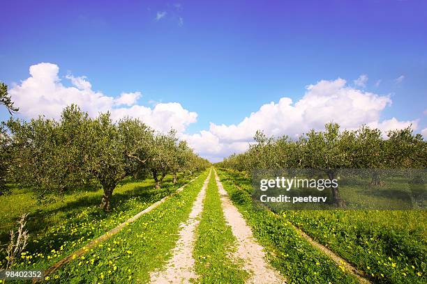 olive tree field - peeter viisimaa or peeterv bildbanksfoton och bilder