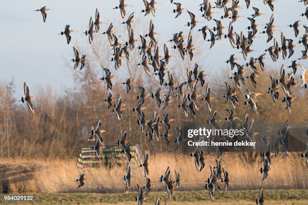 spring, the return of the godwit - vogelzwerm stockfoto's en -beelden