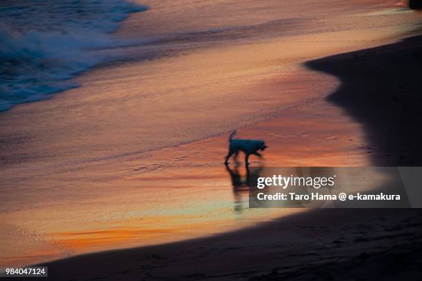 the dog running on the sunset beach in japan - 三浦半島 ストックフォトと画像