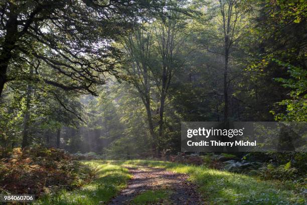 foret ardennaise  3 - foret stock pictures, royalty-free photos & images