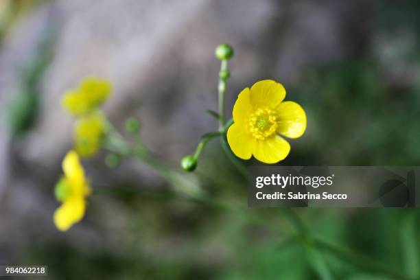 il botton d'oro - botton fotografías e imágenes de stock