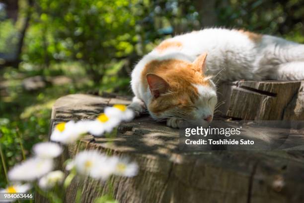 siesta - intermission stock pictures, royalty-free photos & images