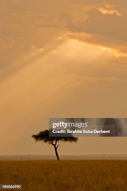 sunset view with a god ray in the sky in an extreme long shot - extreme long shot stock-fotos und bilder