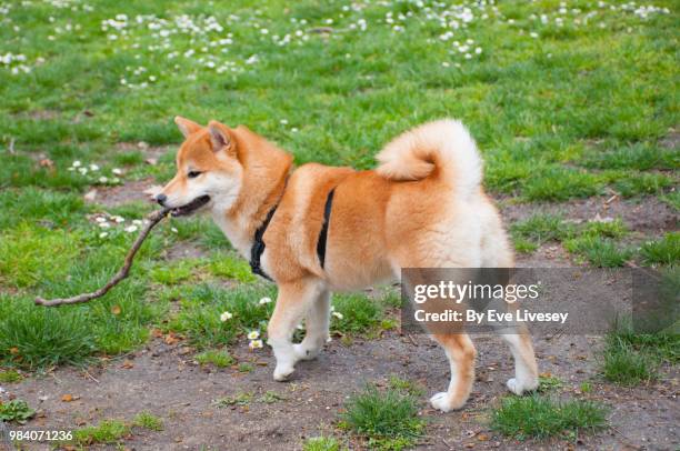 shiba inu puppy standing on grass - shiba inu fotografías e imágenes de stock