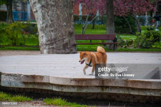 shiba inu puppy walking off the lead in a city park. - inu stock pictures, royalty-free photos & images