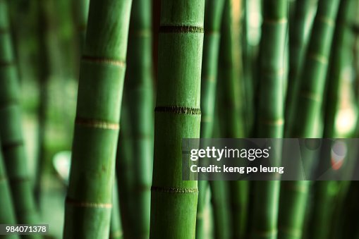 Bamboo Forest Bamboo Forest