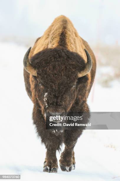 bison - amerikanischer-bison stock-fotos und bilder