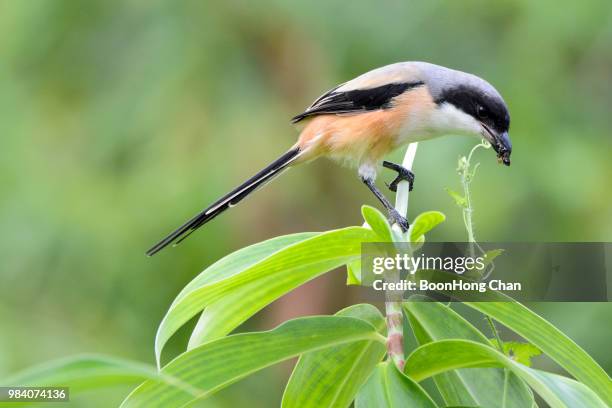 long tailed shrike or rufous backed shrike (lanius schach) - lanius schach stock pictures, royalty-free photos & images