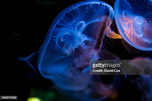 jelly's in living color - animal brain stock pictures, royalty-free photos & images