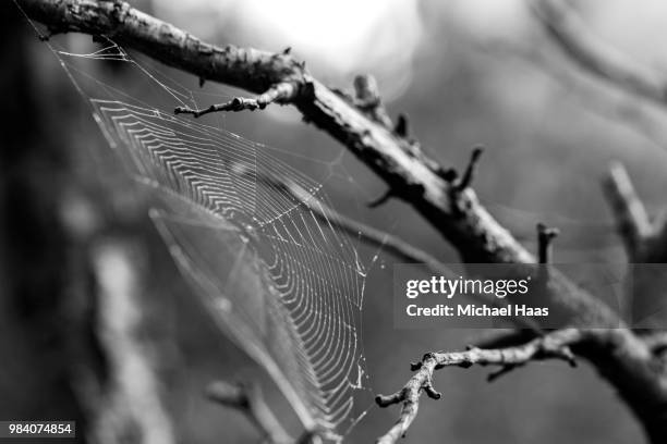 spider web in a tree - haas stock pictures, royalty-free photos & images