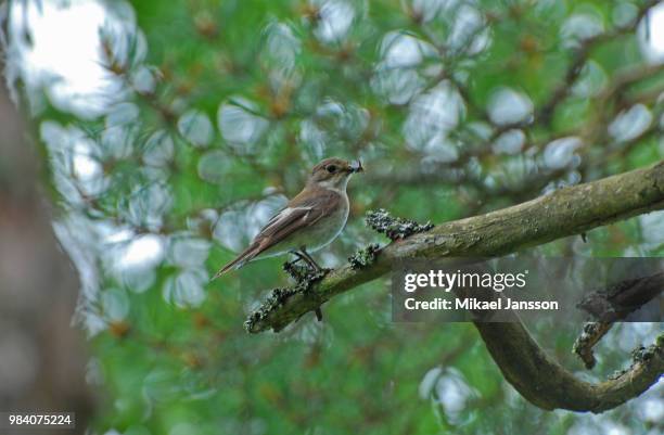 spotted flycatcher with insect in beak - spotted flycatcher stock pictures, royalty-free photos & images