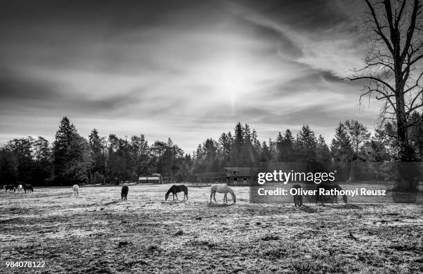Maple Ridge Rural Pictures 974 Maple Ridge Stock Photos, High-Res Pictures, and Images - Getty Images