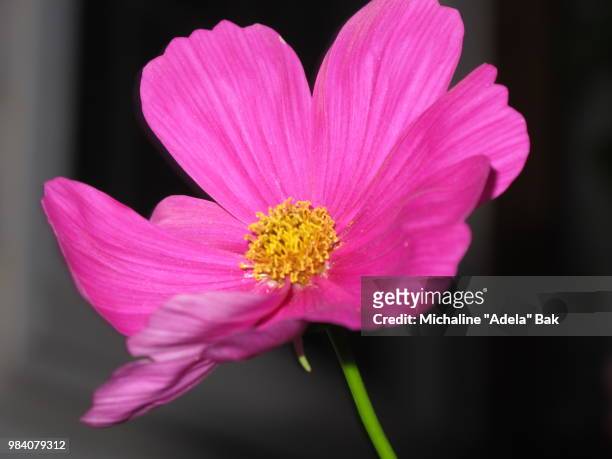 pink cosmos - adela stockfoto's en -beelden