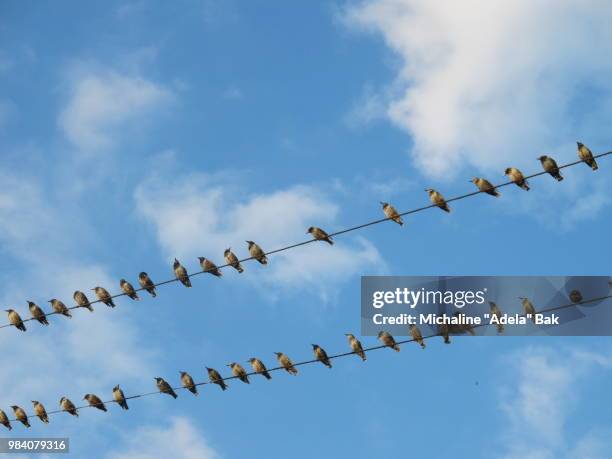 a gathering of birds - adela foto e immagini stock