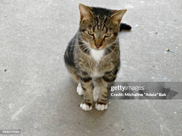 a cat named rudi - adela stockfoto's en -beelden