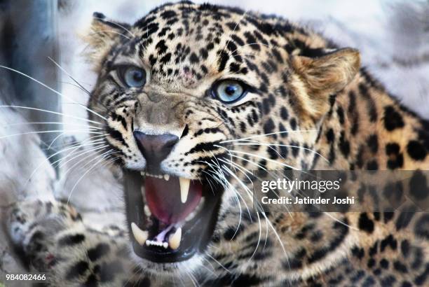 i am not a dentist! - leopard face stockfoto's en -beelden