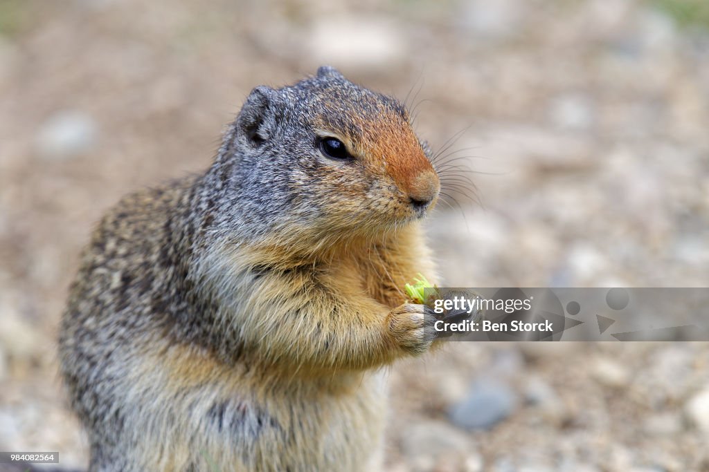 An Arctic ground squirrel eating in British Columbia, Canada.