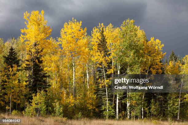 before the storm - wolfgang wörndl stock pictures, royalty-free photos & images