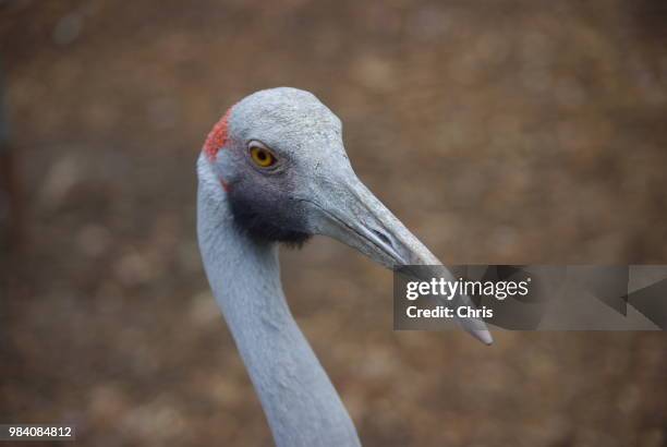 hi there - grus rubicunda stock pictures, royalty-free photos & images