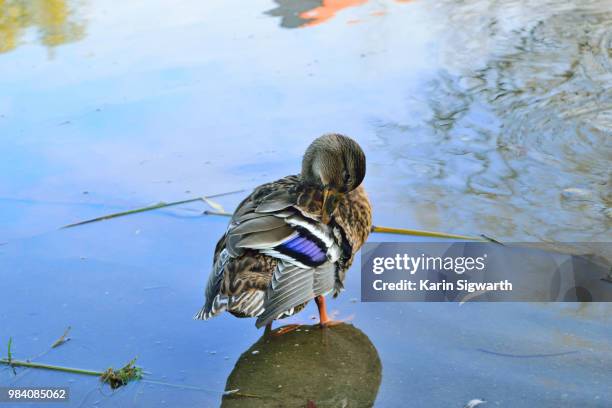 ente am teich - teich stock pictures, royalty-free photos & images
