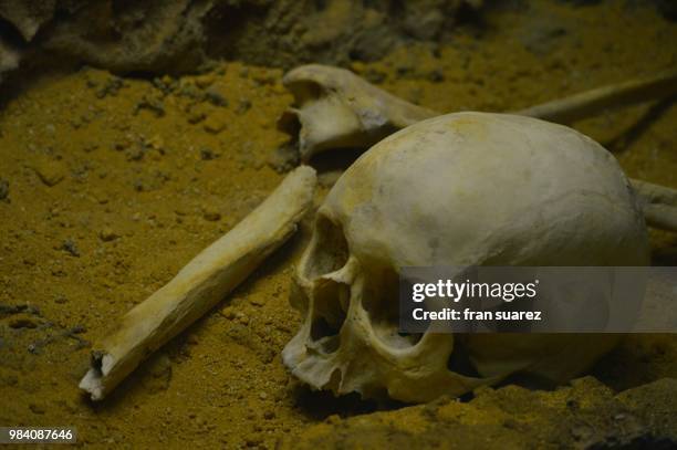 ultima imagen - knoflookknol stockfoto's en -beelden