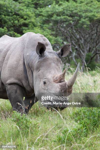 south africa, white rhino - marie ange ostré photos et images de collection