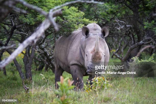 south africa, rhinoceros blanc - marie ange ostré photos et images de collection