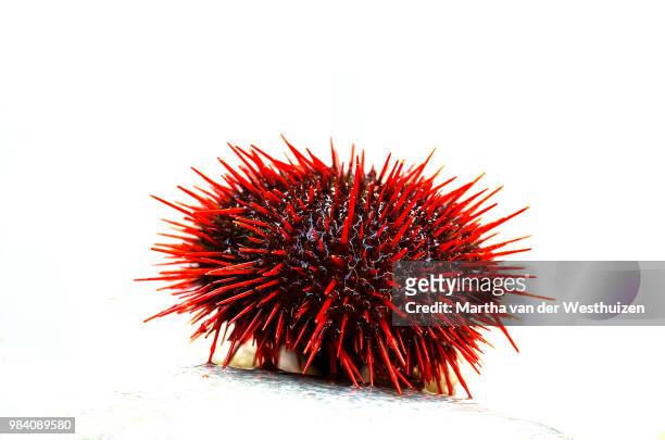 floating urchin - green sea urchin stock pictures, royalty-free photos & images