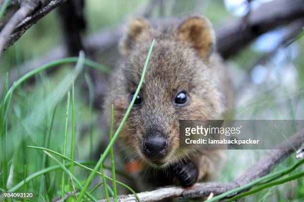 quokka - rottnest island - western australia - vulnerable species stock pictures, royalty-free photos & images