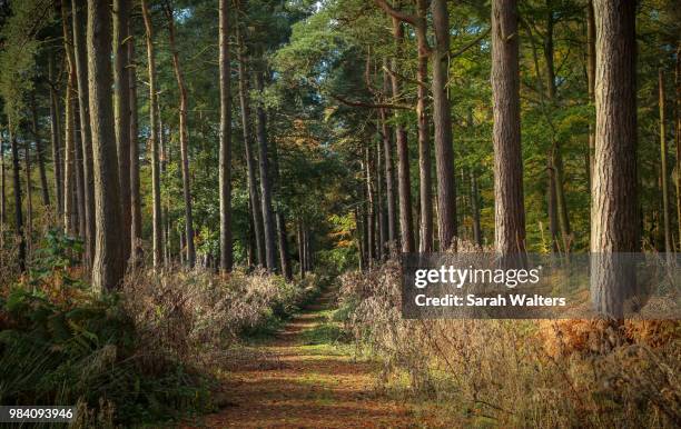 Walk In Hopwas 154 Autumn Walters Stock Photos, High-Res Pictures, and Images - Getty ...