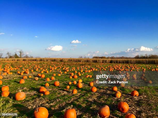 the pumpkin patch - pumpkin patch stock pictures, royalty-free photos & images
