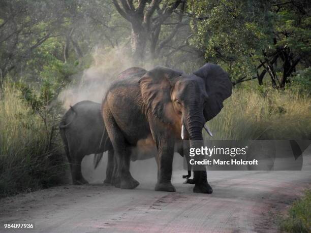elephant dust bath - holcroft stockfoto's en -beelden