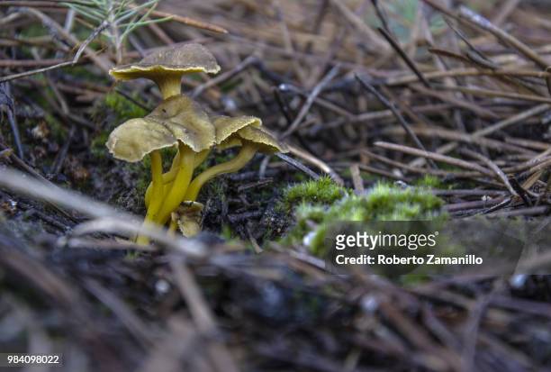 cantharellus tubaeformis - cantharellus tubaeformis stock pictures, royalty-free photos & images