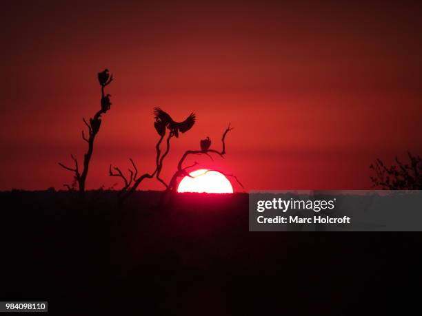 vulture sunset silhouette - holcroft stockfoto's en -beelden