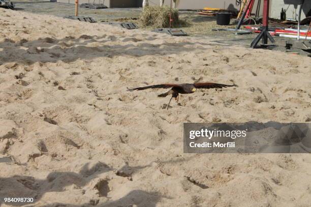 desert buzzard - flying lizard stock pictures, royalty-free photos & images