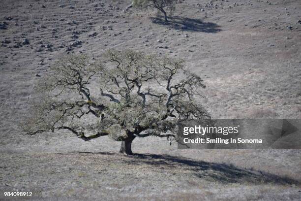 mysterious oak - sonoma desert stock-fotos und bilder